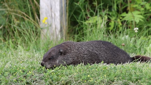 Marmotte
