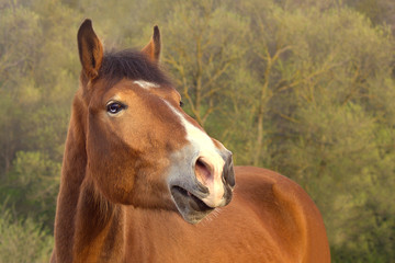 Bay horse with blue eyes