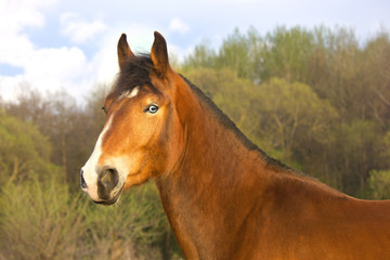 Bay horse with blue eyes