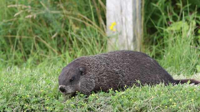 Marmotte