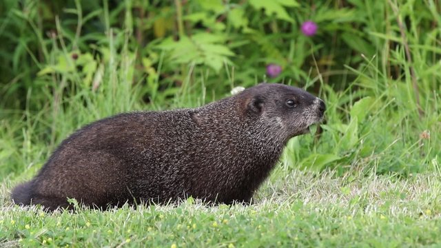 Marmotte