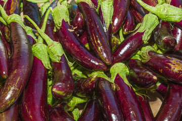 Fresh harvested eggplant vegetable