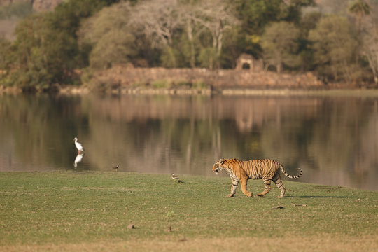 Tiger and ruins