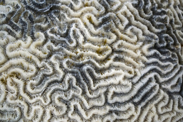 Fototapeta premium Brain Coral Background Pattern