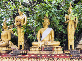 Pappelfeige in Wat Pha That Luang