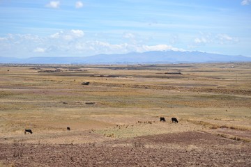 Obraz premium Altiplano, Bolivia