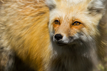 red fox portrait
