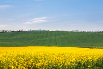 Field with vehicle tracks lines