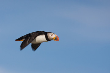 puffin in flight