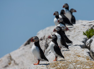 puffins in a line - 87098455
