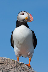puffin portrait
