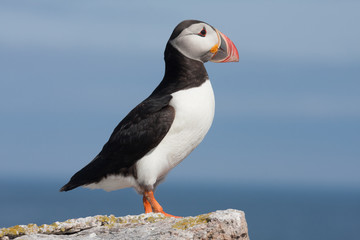 puffin profile - 87098467