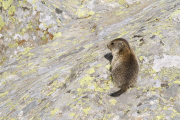 Cucciolo di marmotta