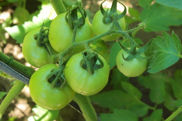 tomatoes closeup
