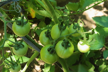 growing tomatoes