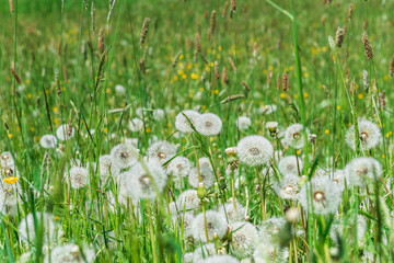 Viele Pusteblumen auf einer Blumenwiese
