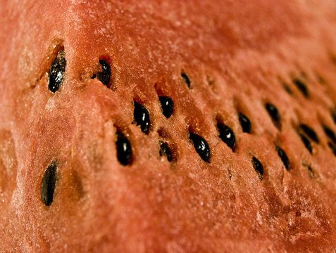 cocomero anguria succosa