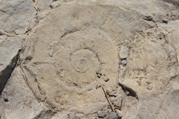 Fossile