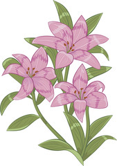 Pink lilies.