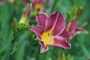 Hemerocallis - Beautiful 
daylily flowers blossom in the garden