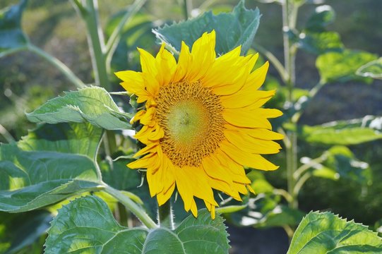 Sunflower on a meadow 
