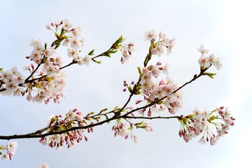 Beautiful pink cherry blossom in Vilnius city
