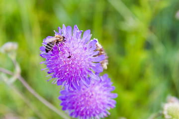 Bee on purple flower in summer