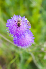 Bee on purple flower in summer