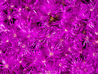 Lampranthus plant flowers
