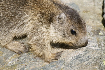 Cucciolo di marmotta