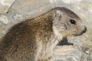 Cucciolo di marmotta