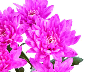 Dahlia flowers isolated on white