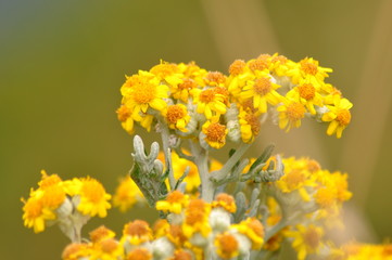 fleur de fort de fort la latte