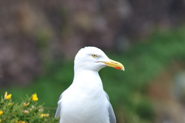 mouette du cap frehel