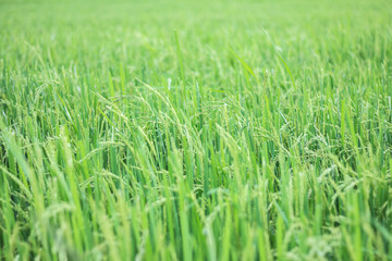 The beautiful landscape of rice fields in Thailand.