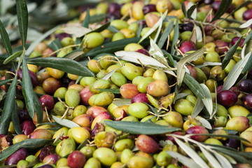 olive verdi