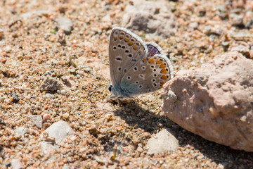Bläuling im Kiesbett