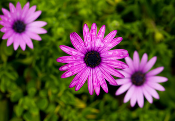 Obraz premium Purple daisy flowers, rain drops 