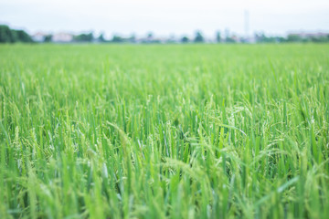 The beautiful landscape of rice fields in Thailand.