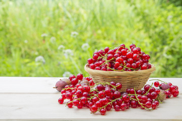 Summer berries