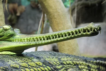 Cercles muraux Crocodile crocodiles gharial