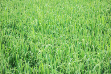 The beautiful landscape of rice fields in Thailand.