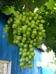 Грозит винограда