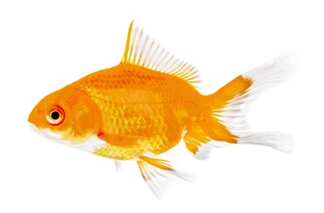 Fish, Goldfish, Gold.