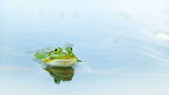 Frog swims in the water, croaking and inflating resonator pouches. HD 720p.