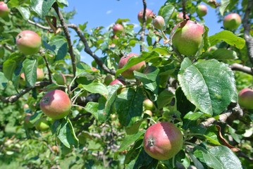 Apple tree full of ripe red and green fruit in the orchard on a sunny day. Concept of organic farming/agriculture; fresh, healthy, natural, unprocessed produce.