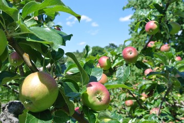 Apple tree full of red and green fruit in the orchard, on a sunny day. Concept of organic farming/agriculture; fresh, healthy, natural, unprocessed produce.