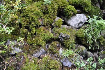 textura musgo y rocas