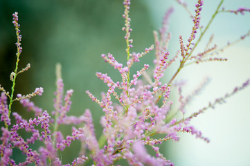 tiny tropic pink flowers closeup