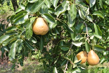 Ripe yellow pears on the tree in an orchard on a sunny day. Concept of organic farming/agriculture; fresh, natural, unprocessed, healthy fruit.